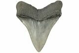 Serrated, Fossil Megalodon Tooth - South Carolina #185235-1